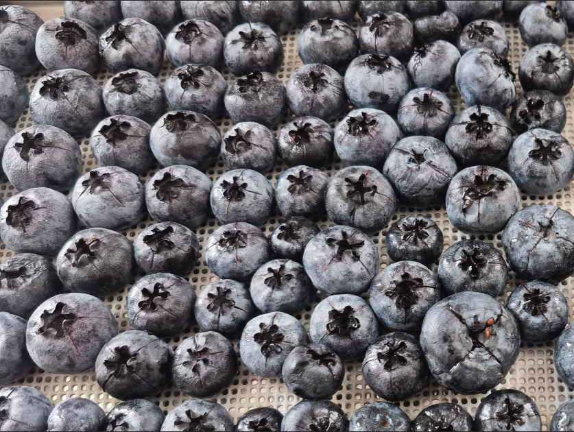 蓝莓冻干：食品真空冷冻干燥机应用于蓝莓冻干试验