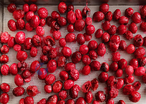 蔓越莓冻干：水果真空冷冻干燥机应用