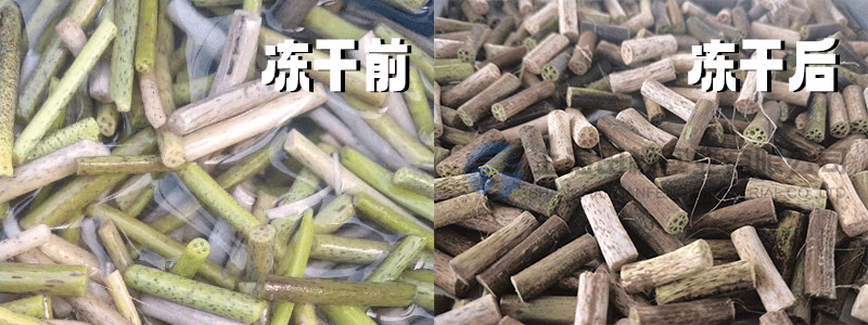 冻干机助力荷梗在中药配方中的保鲜
