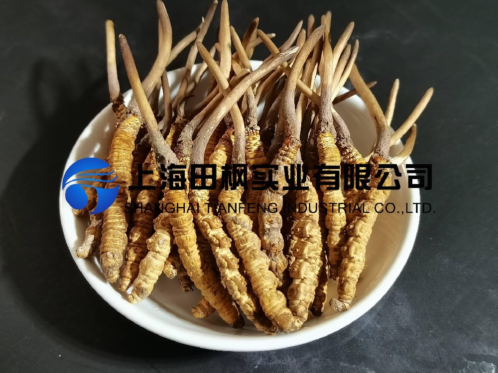 虫草(1).jpg